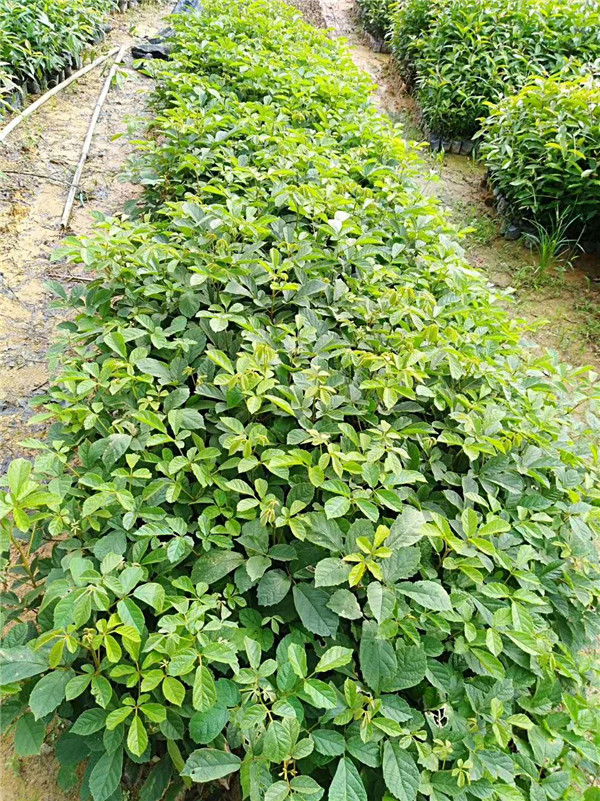 黄花枫铃小苗