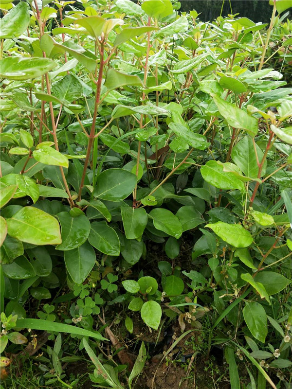 红花荷小苗