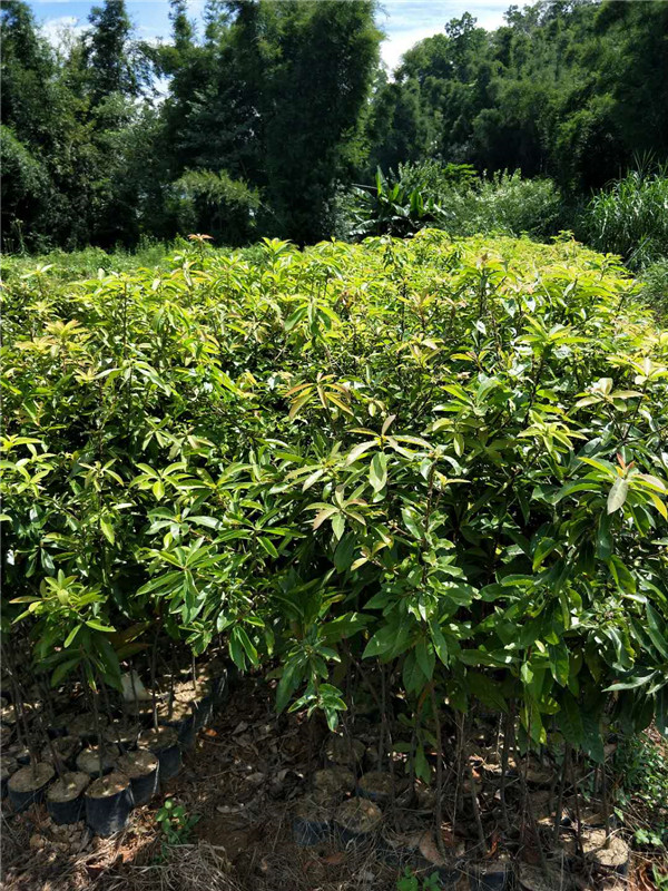 大袋木荷