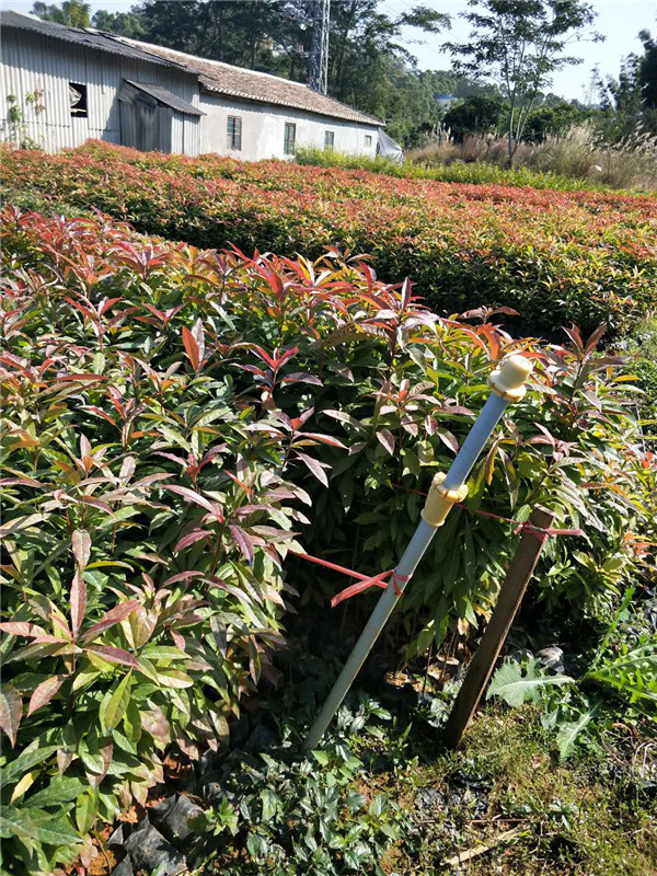 木荷小苗