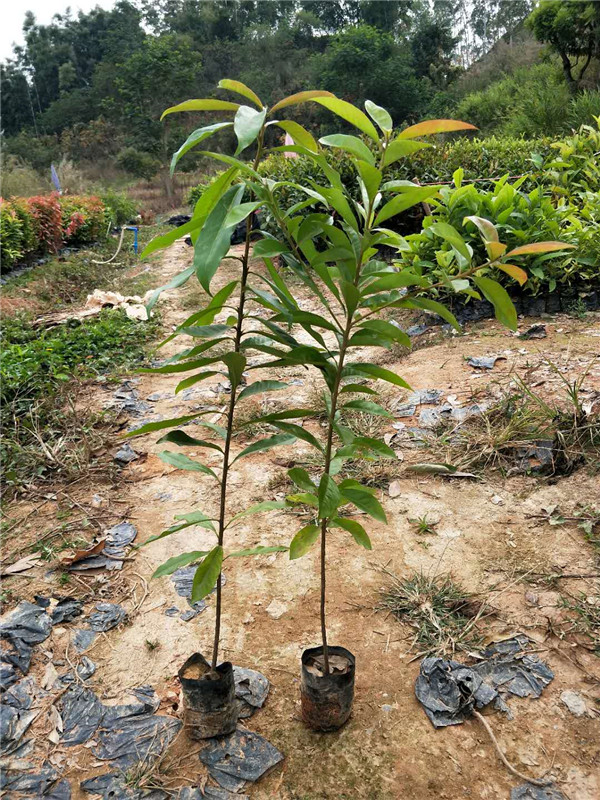 木荷小苗