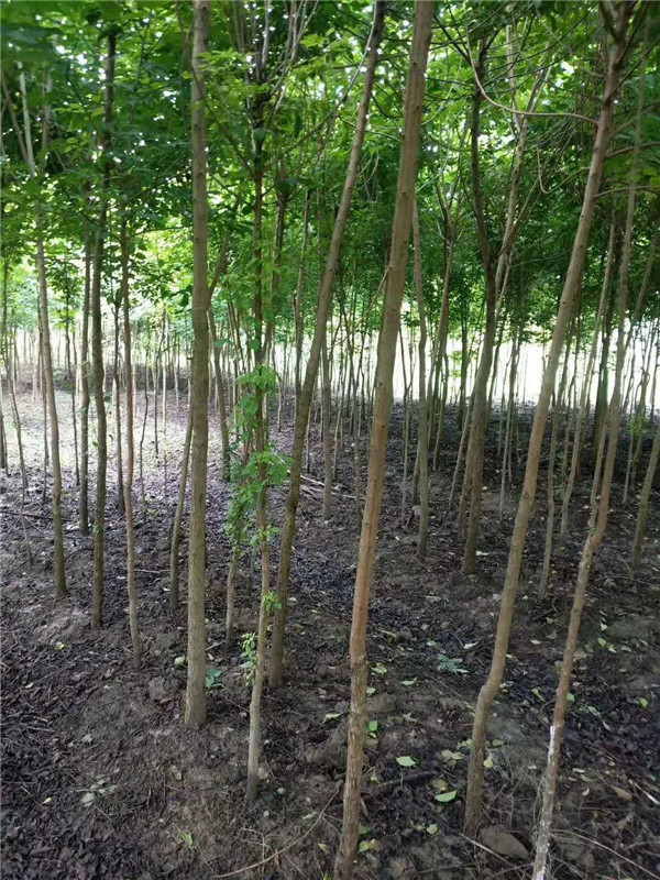 重阳木