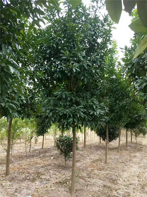 香泡树