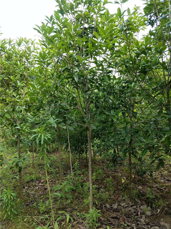 桂花树