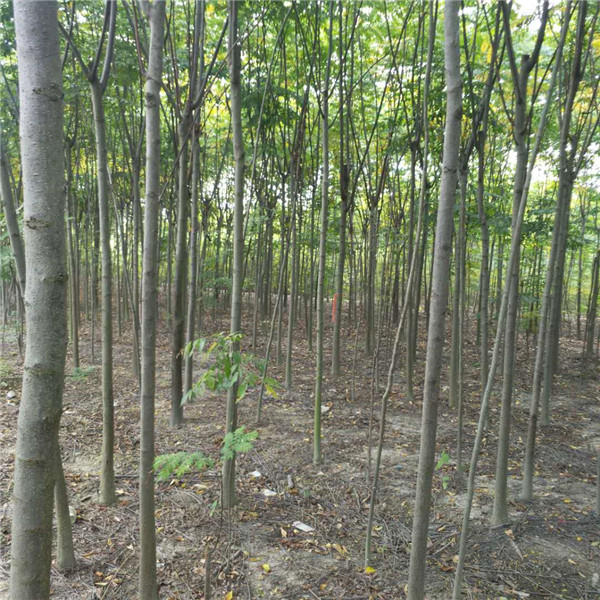 大小栾树批发