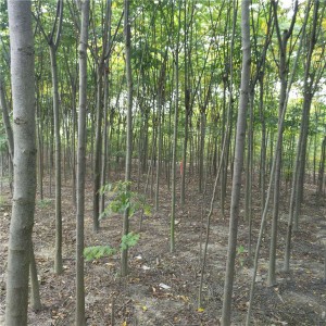 大小栾树批发