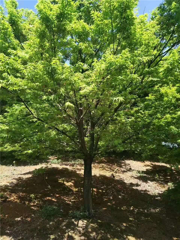 鸡爪槭