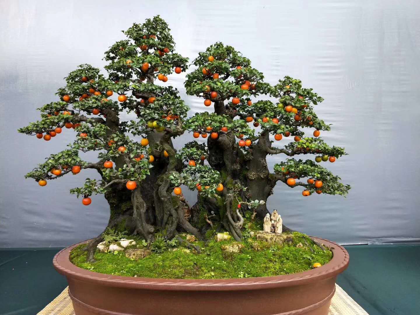 金弹子
