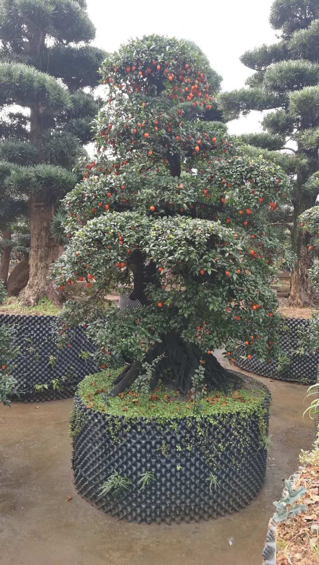 金弹子