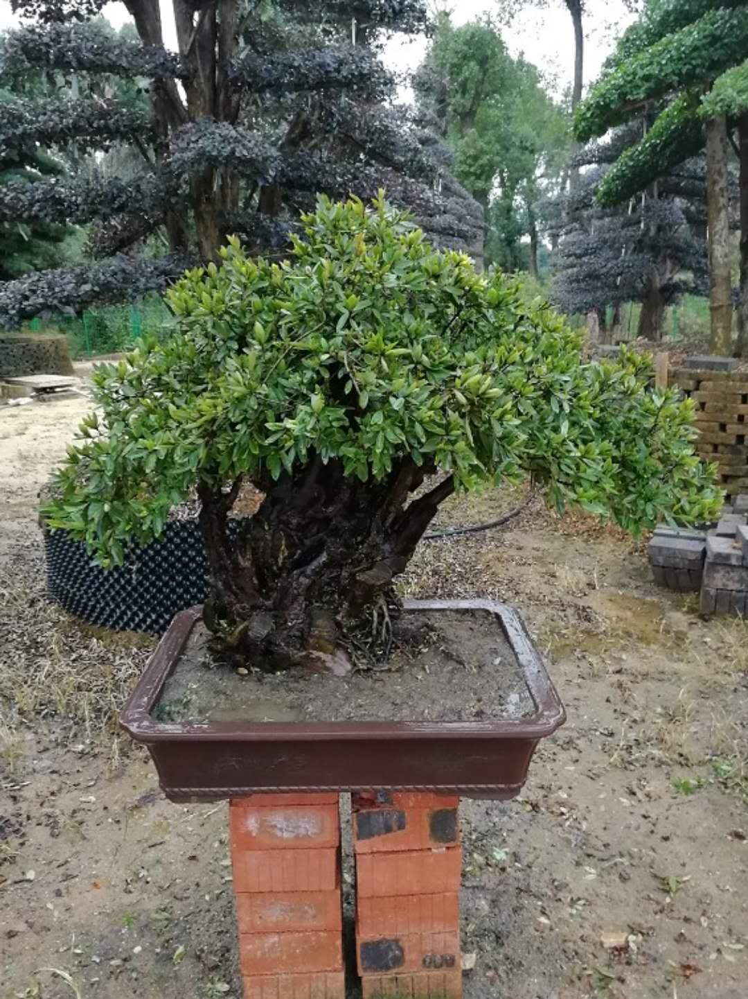 造型红花继木
