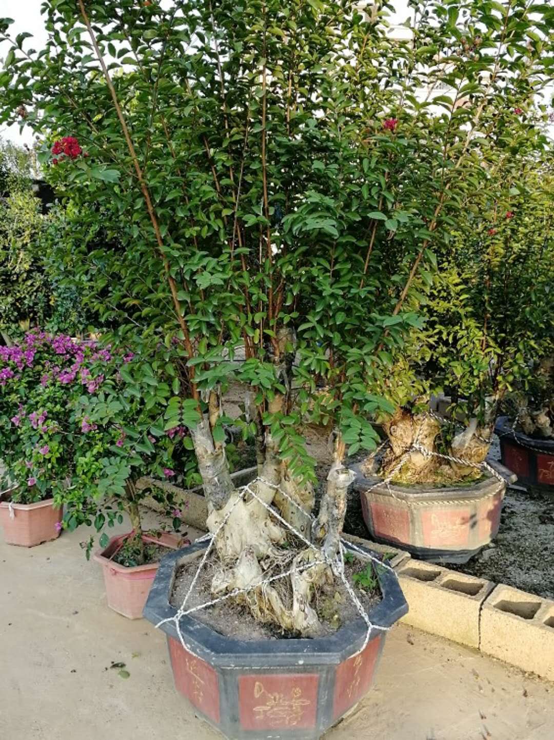 紫薇古桩