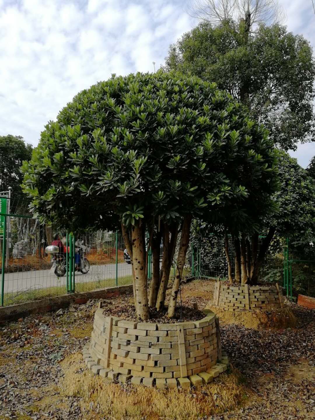 杨梅桩景