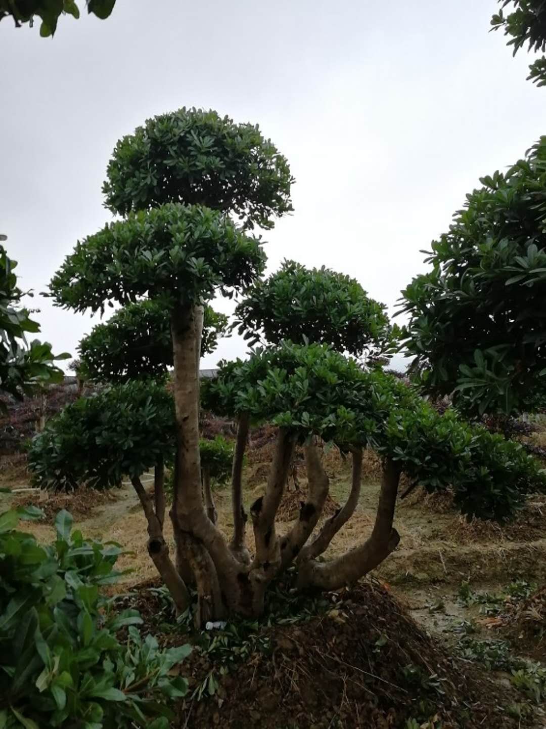 杨梅桩景