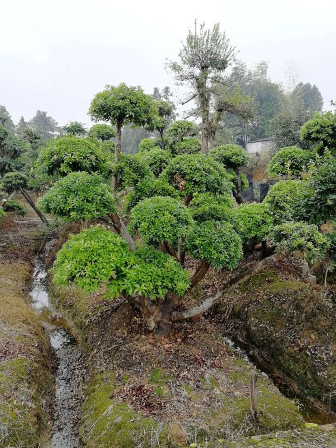 杨梅桩景