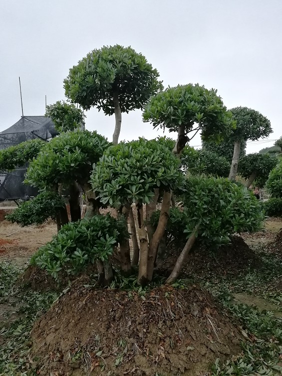 造型杨梅