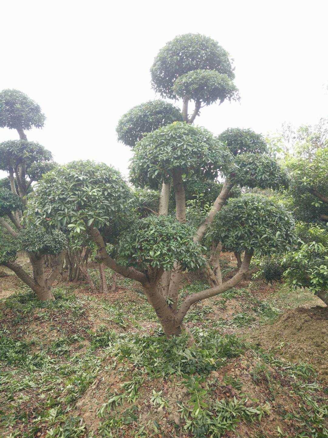 造型杨梅