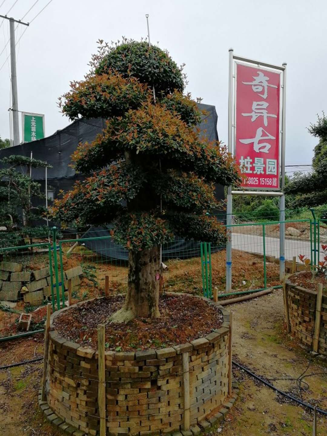 造型椤木石楠