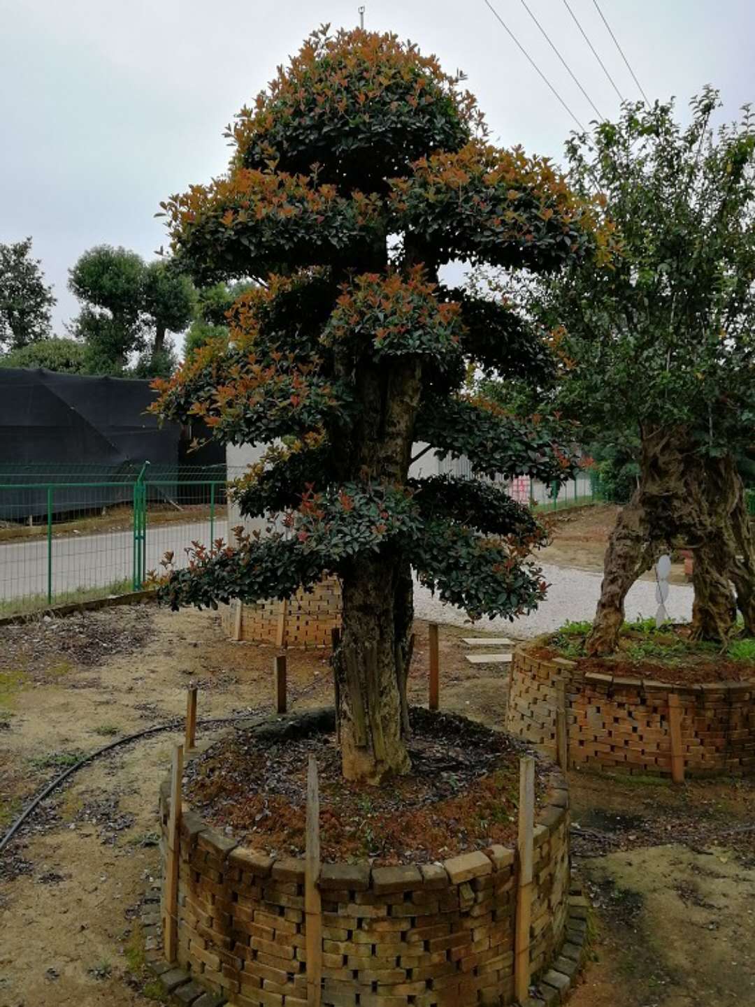 造型椤木石楠