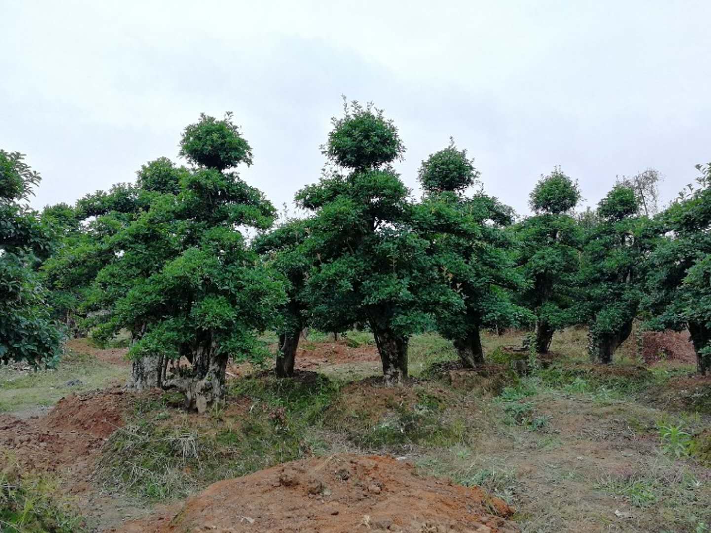 造型椤木石楠