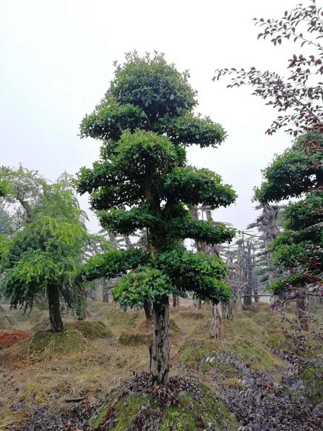 造型椤木石楠