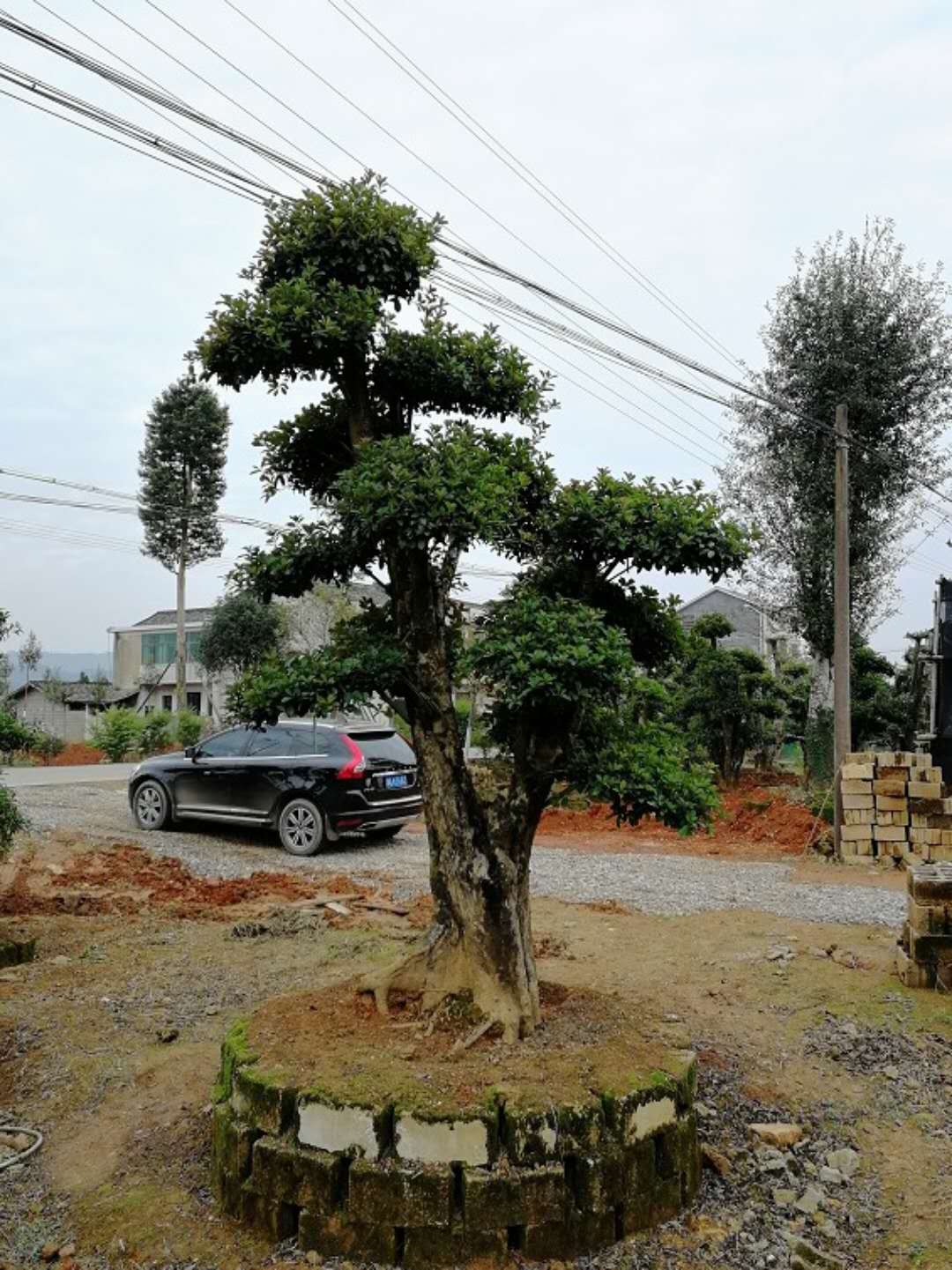 造型椤木石楠
