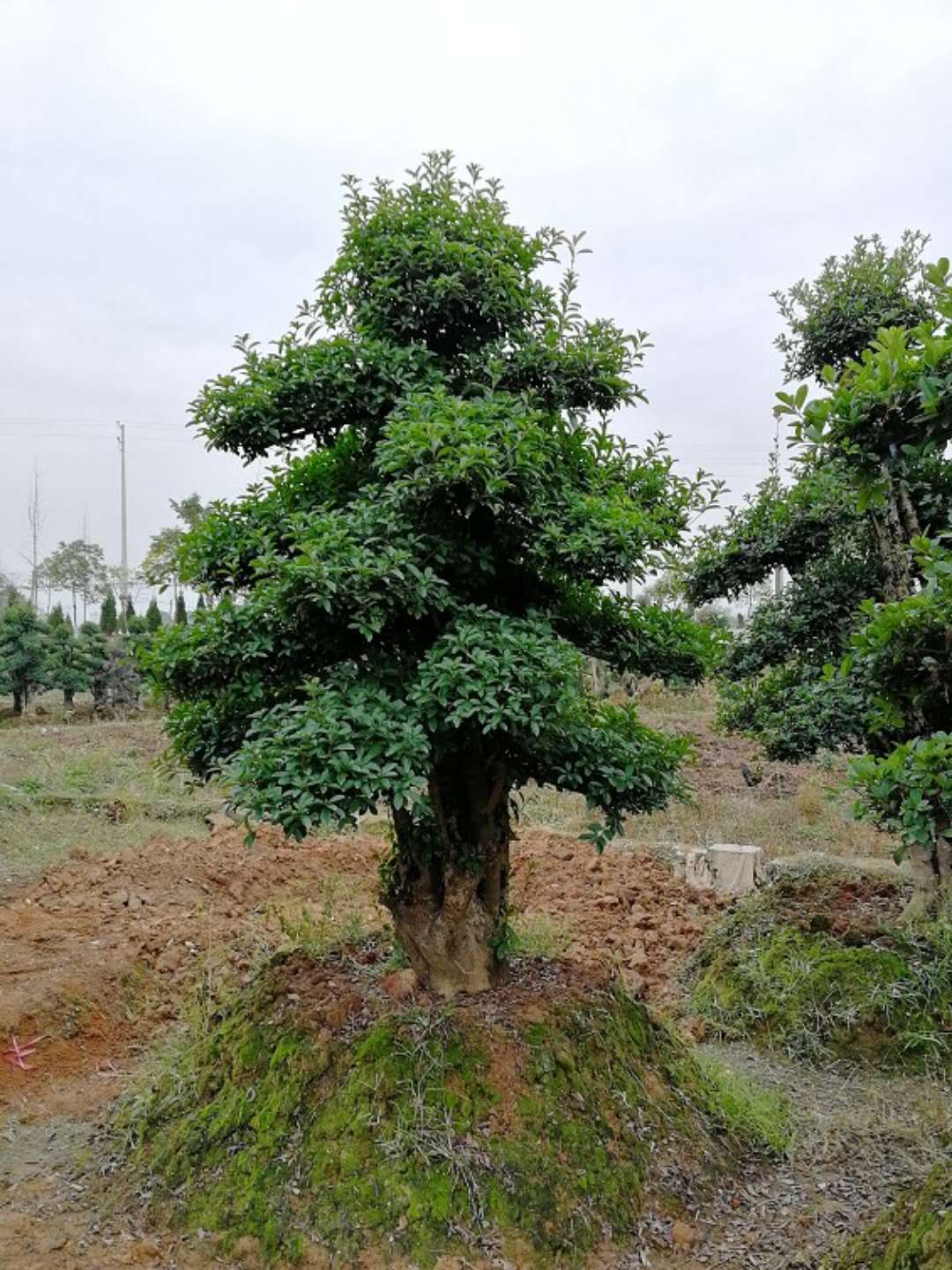 造型椤木石楠