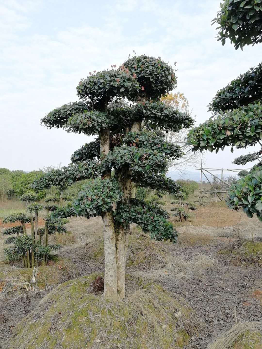 造型椤木石楠