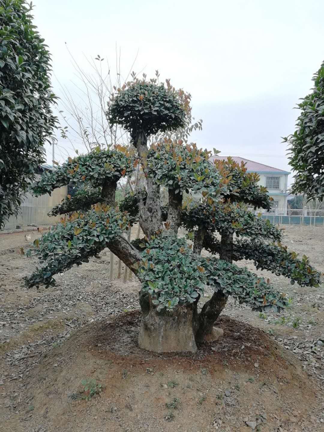 造型椤木石楠