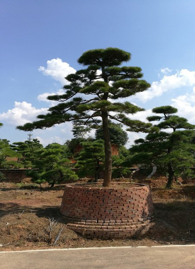造型黑松
