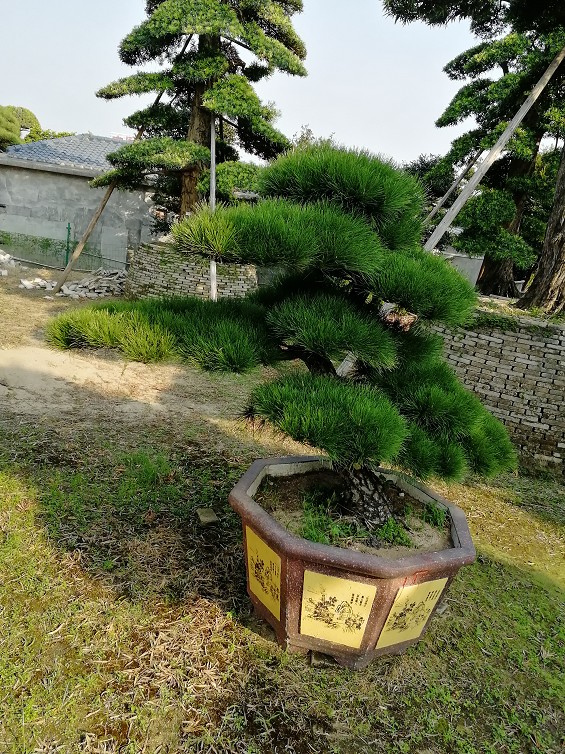造型黑松