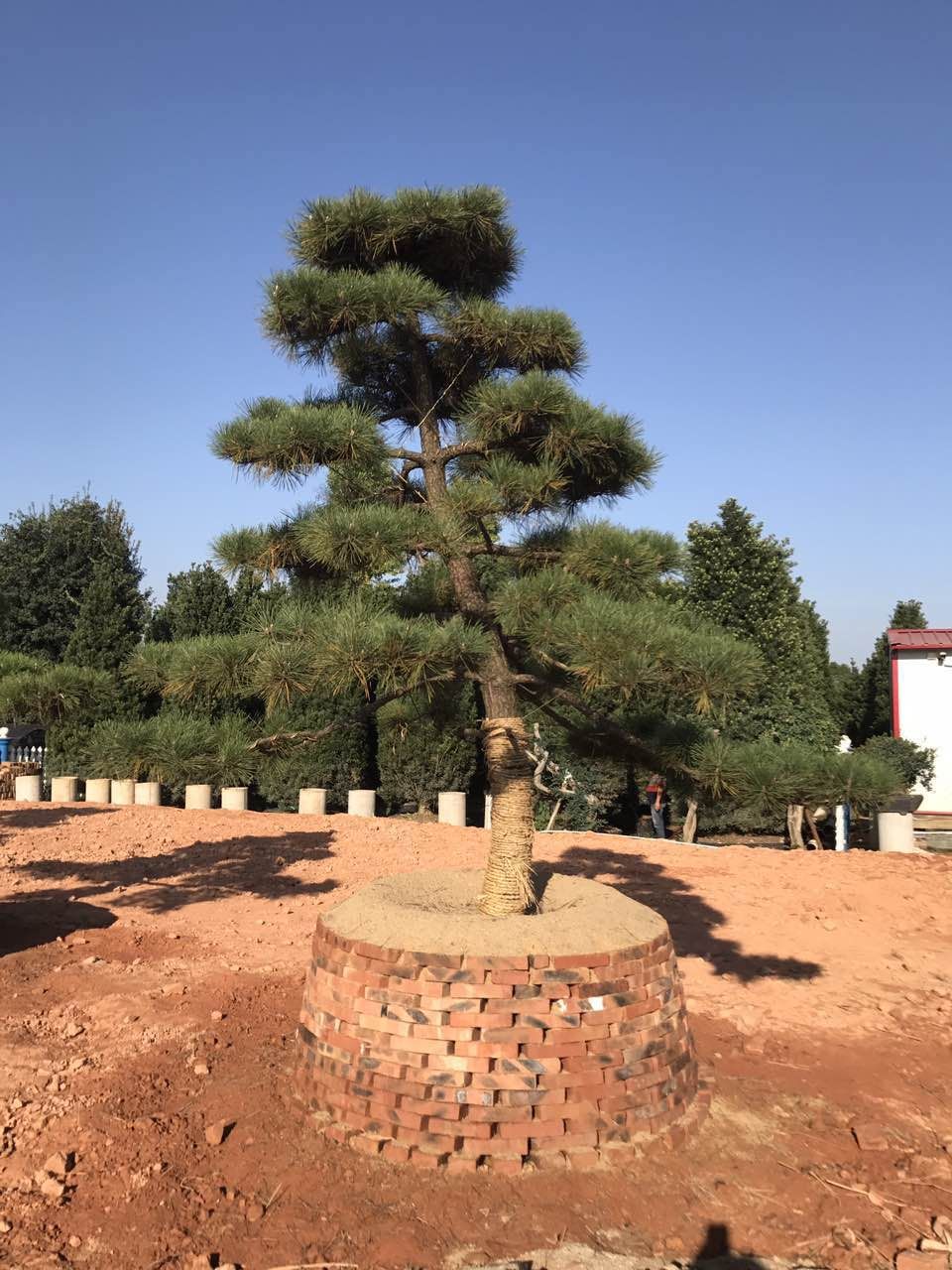 造型黑松