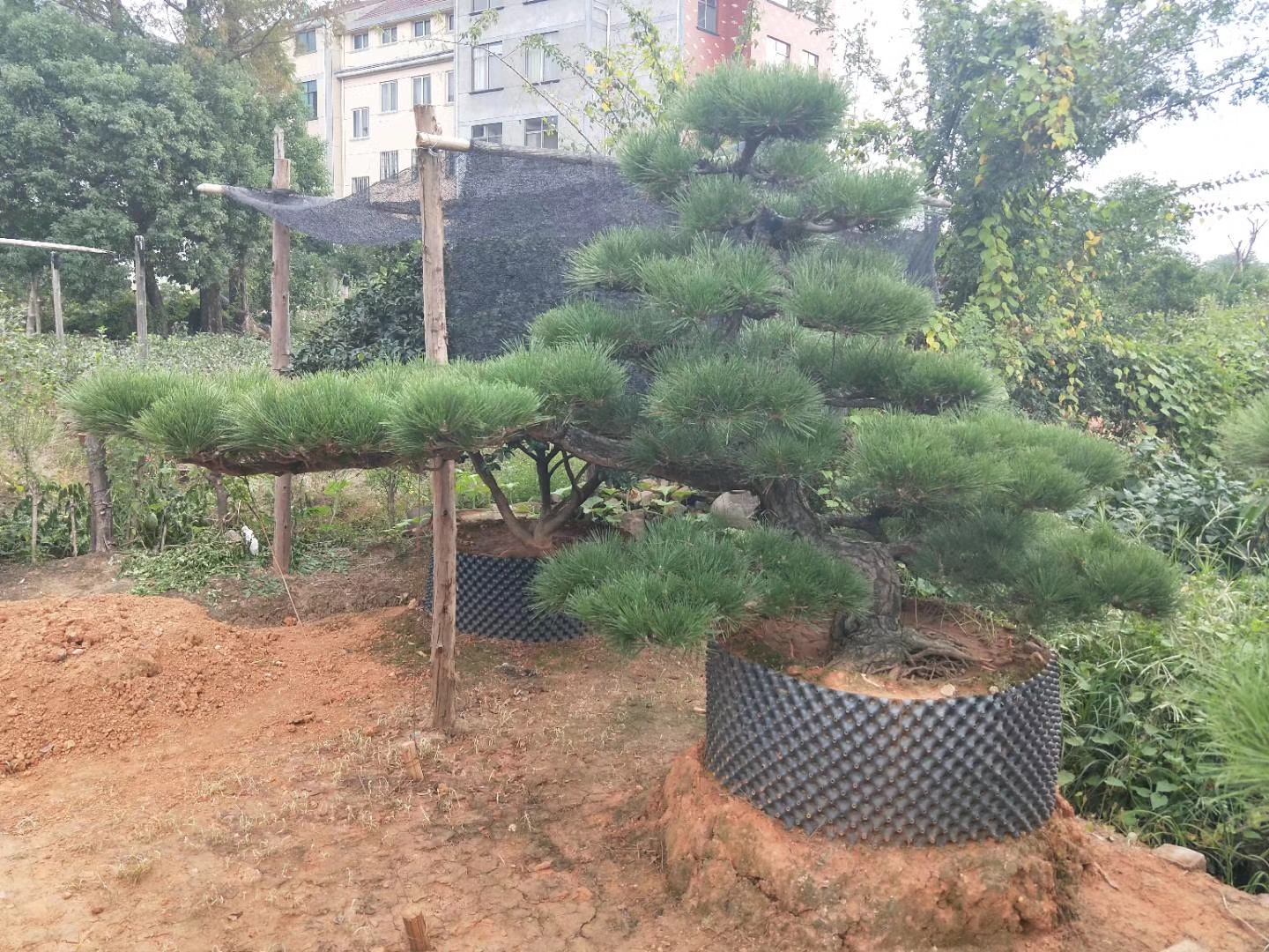 造型黑松