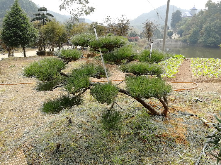 造型黑松