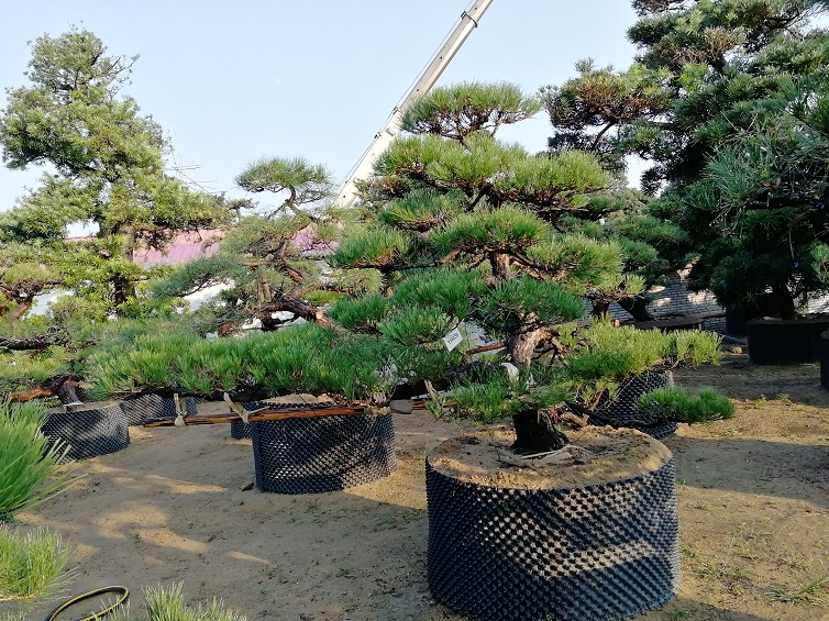 造型黑松