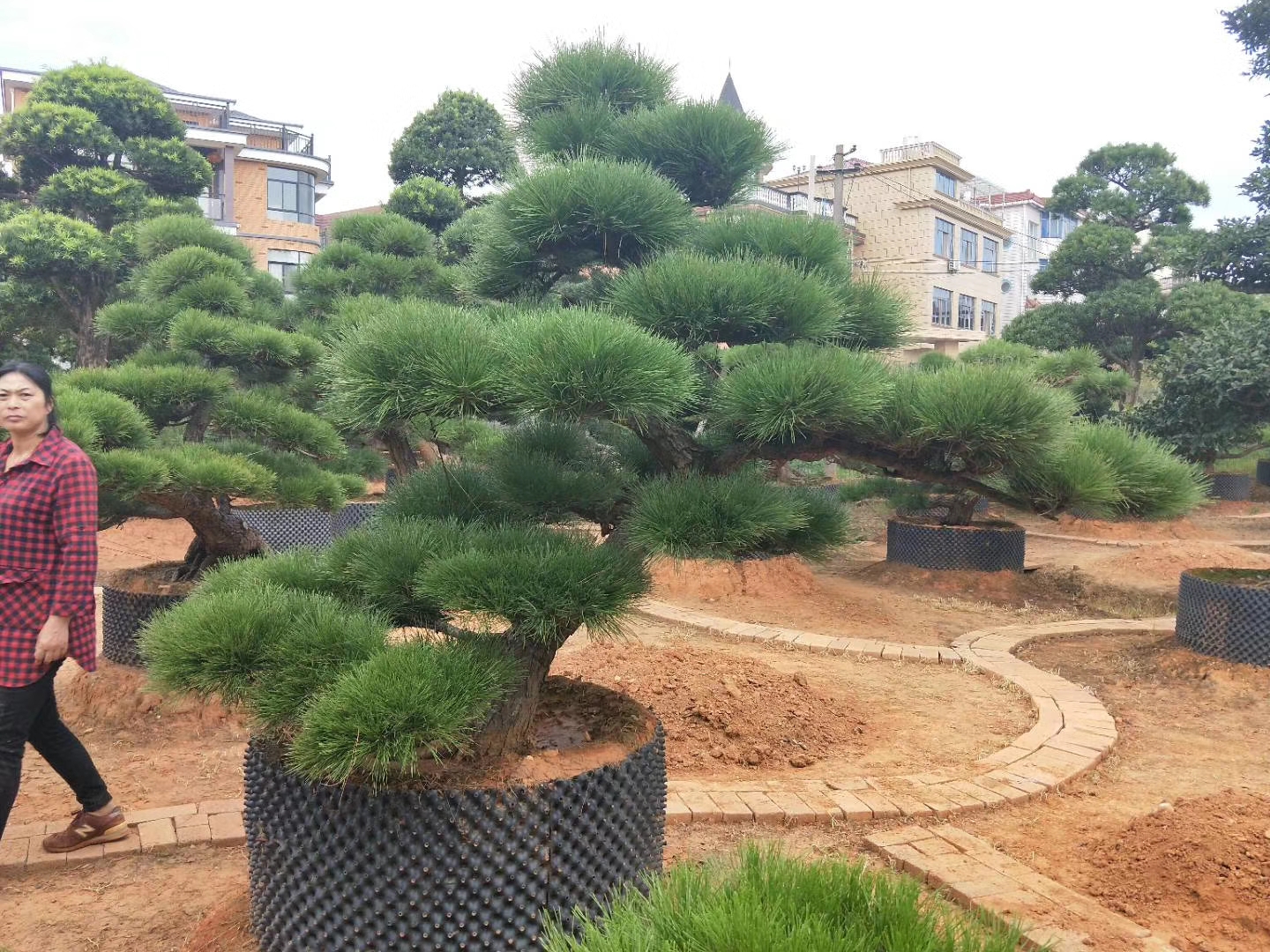 造型黑松