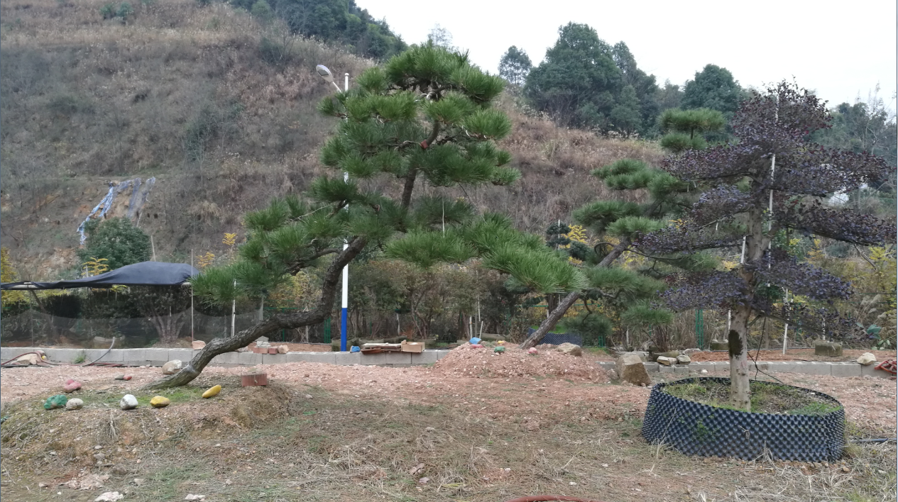 造型黑松