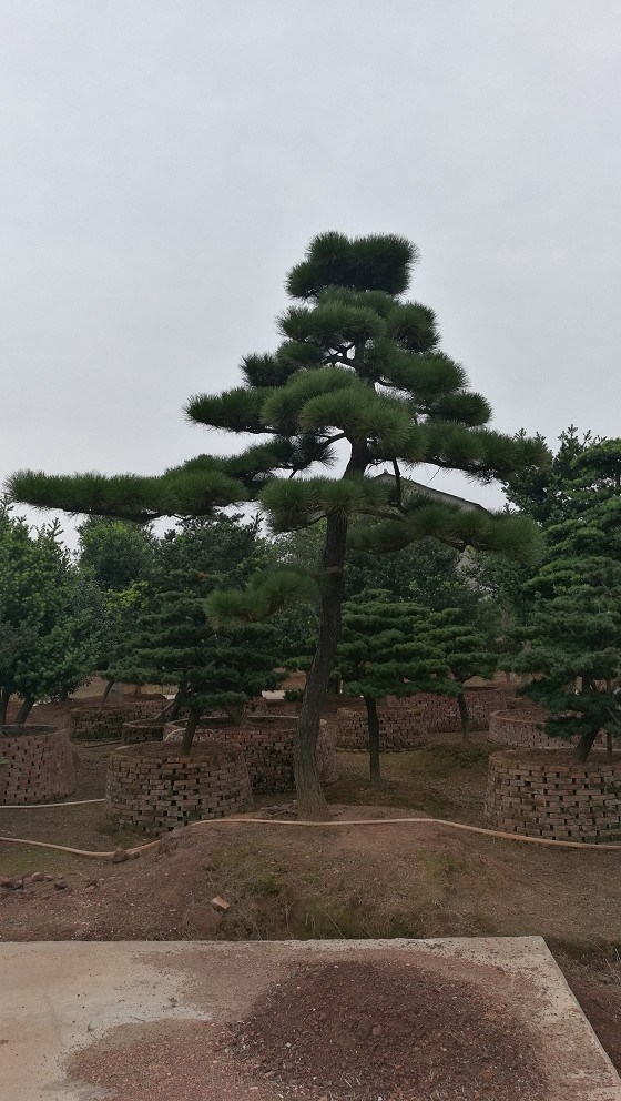 造型黑松