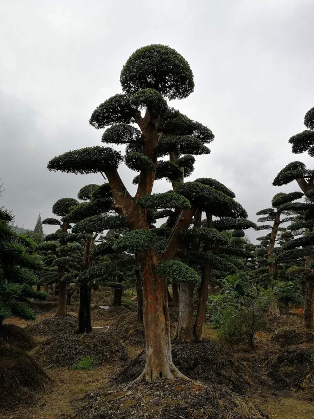 造型榆树