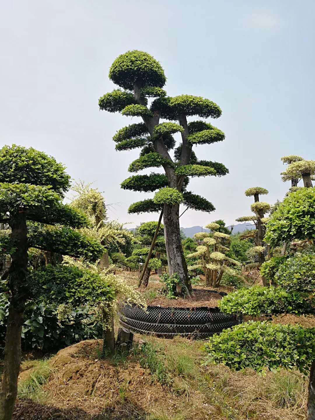 造型榆树