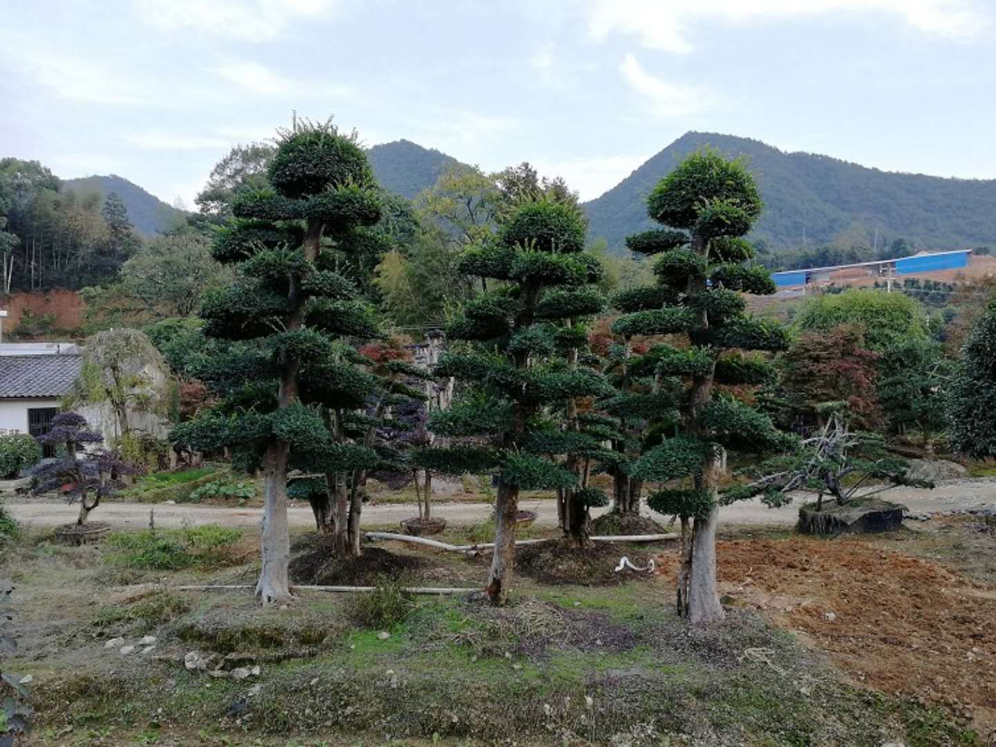 造型榆树