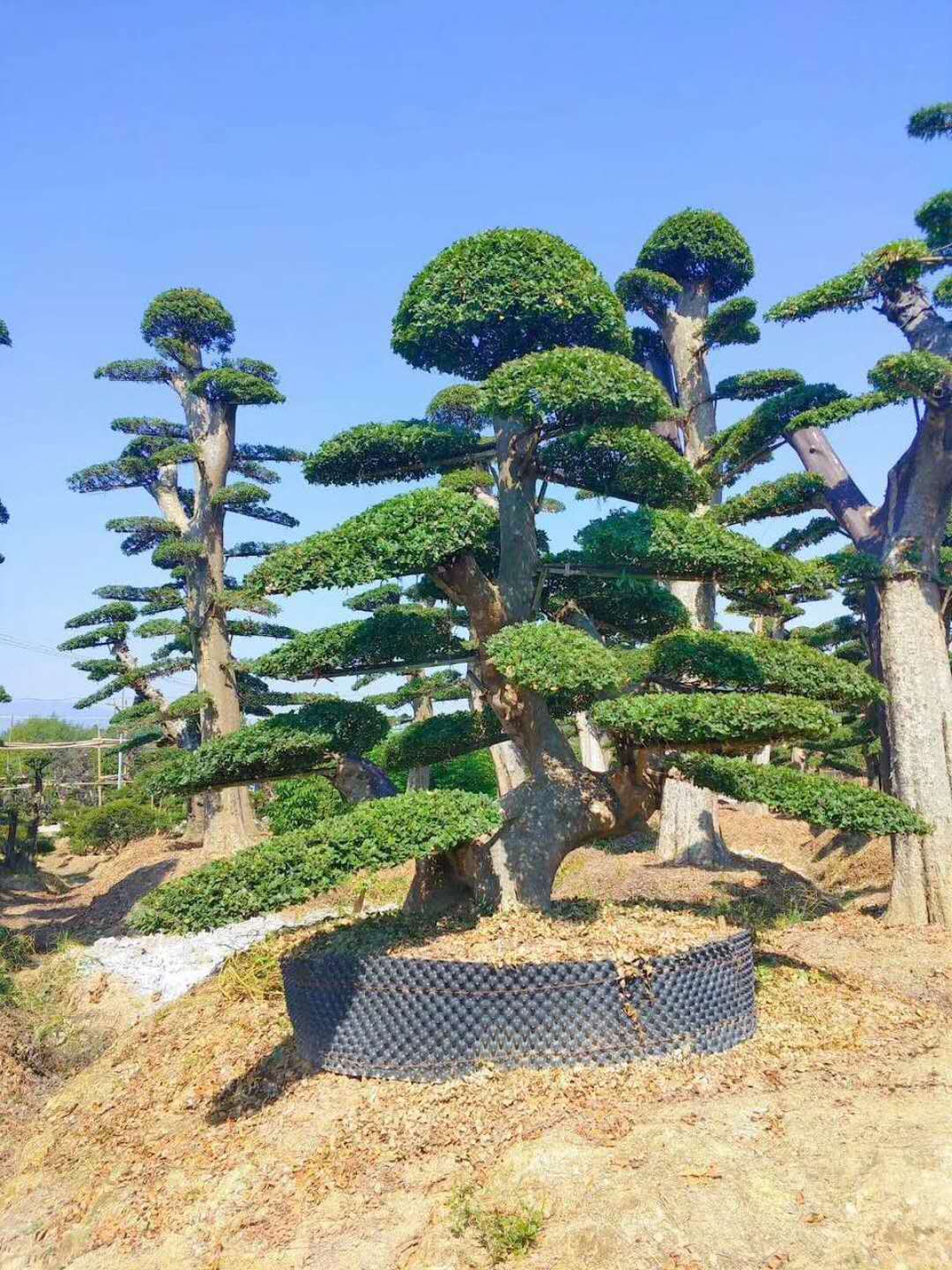 造型榆树