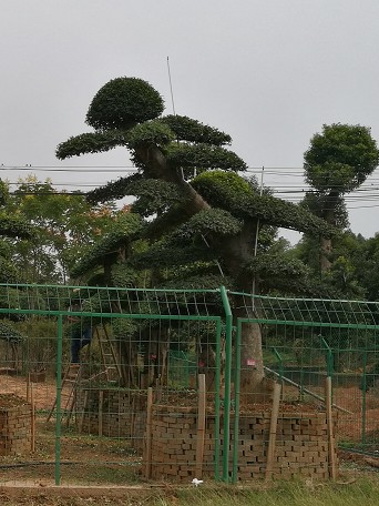 造型榆树