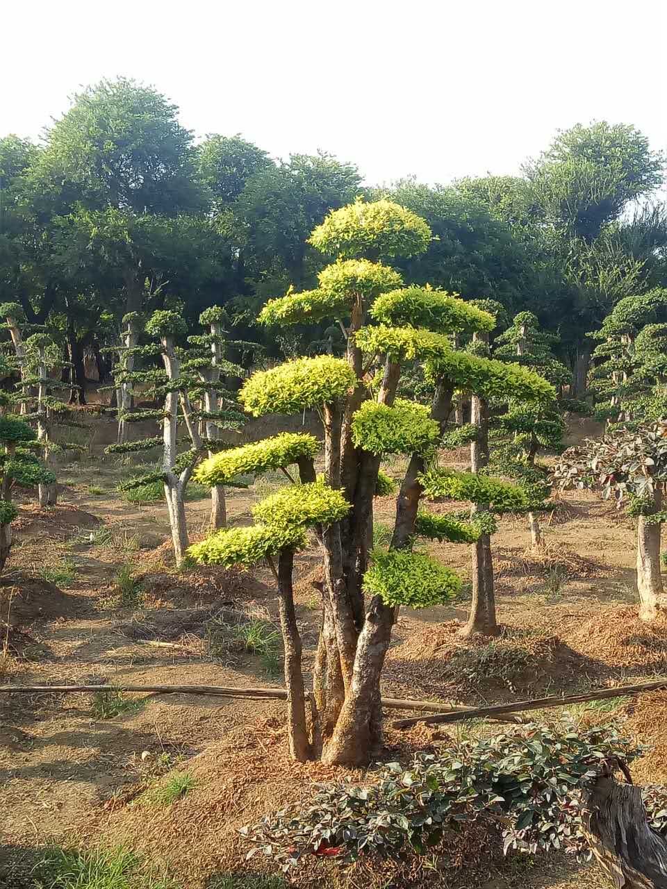 造型榆树