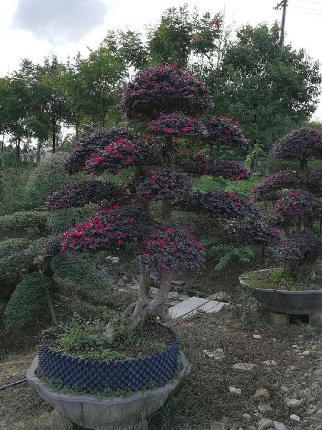 造型红花继木