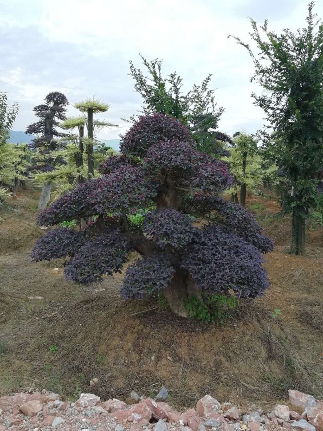 造型红花继木
