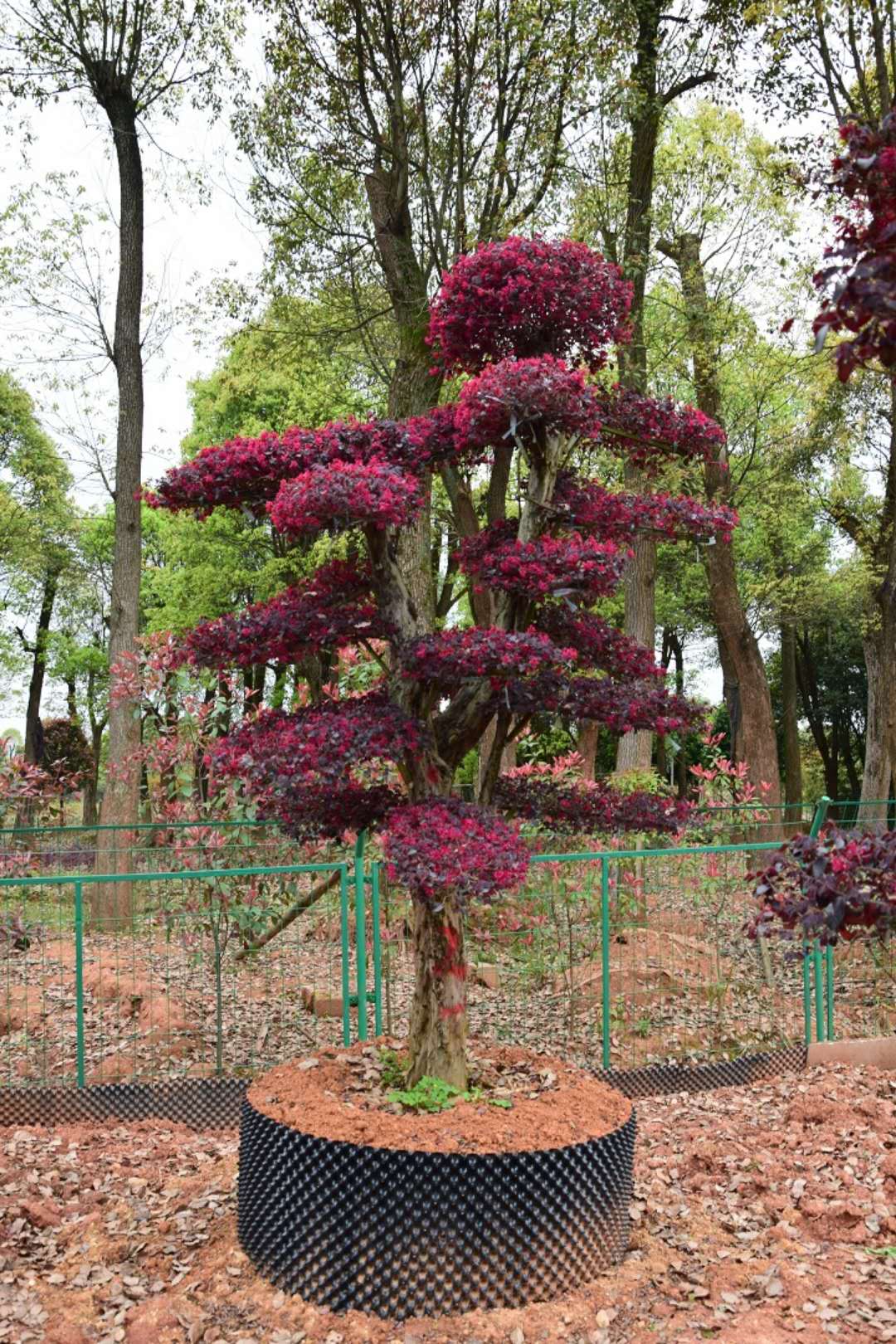 造型红花继木