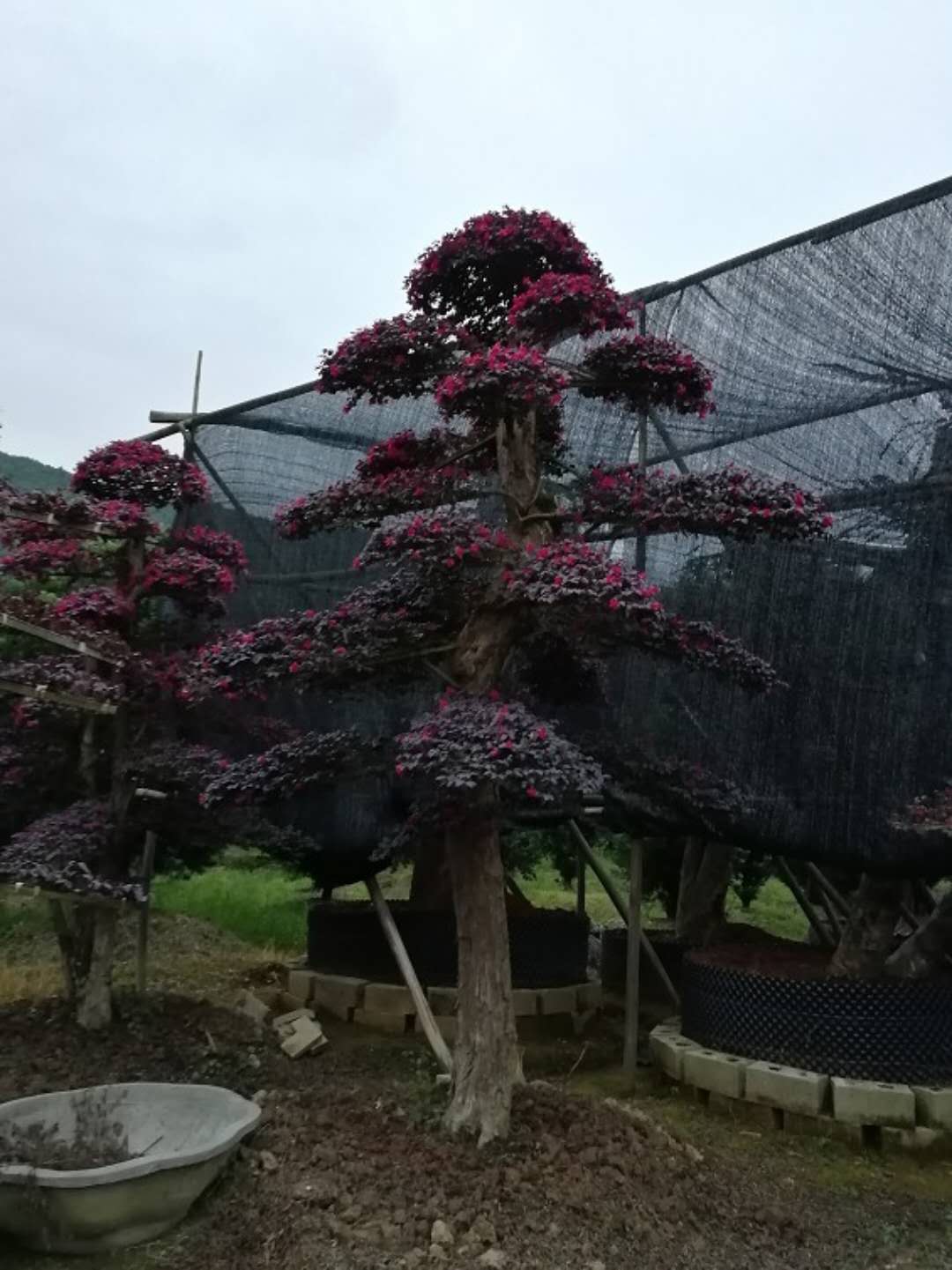 造型红花继木