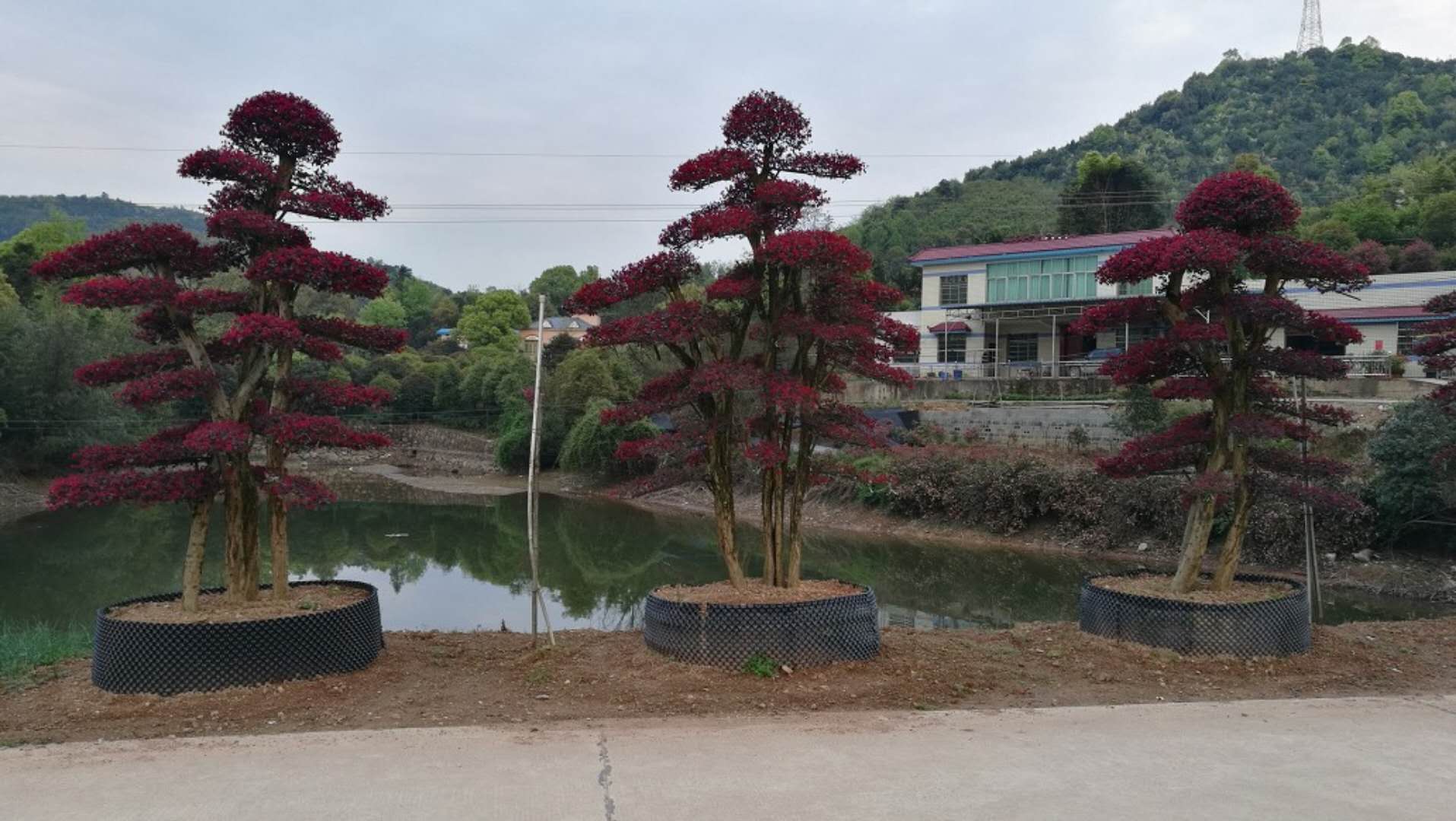 造型红花继木
