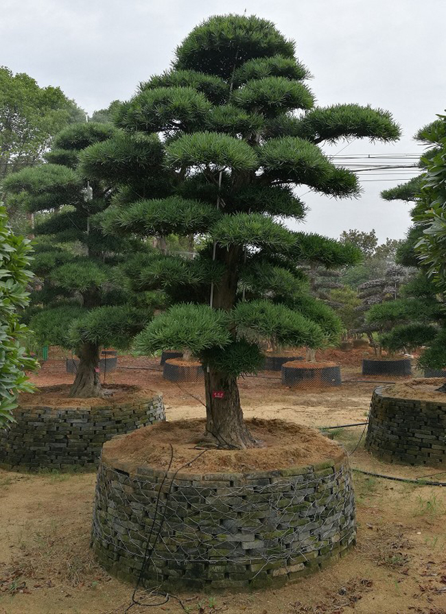 日本罗汉松