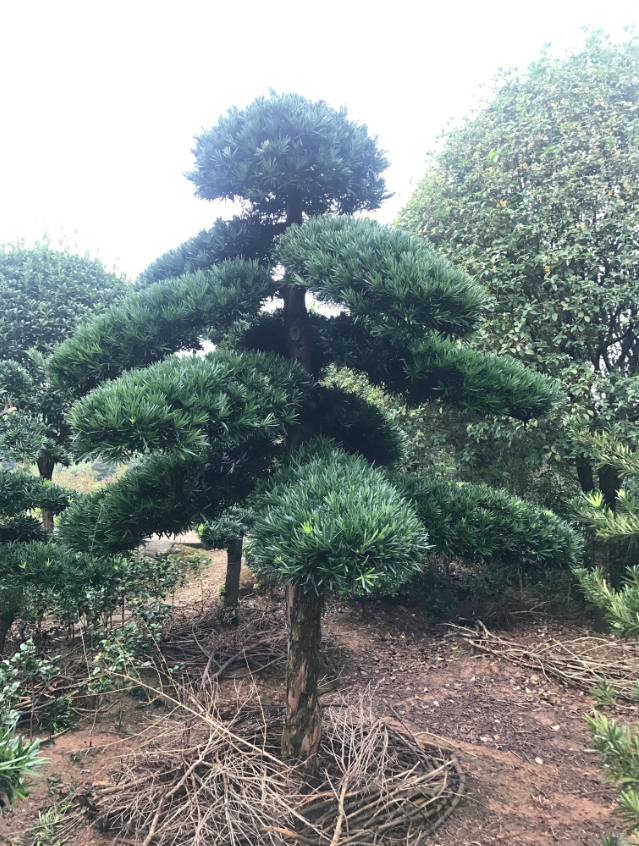 造型罗汉松